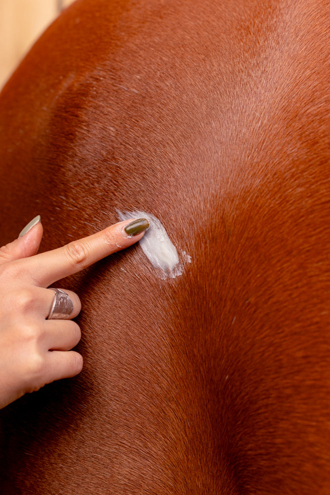 Blessures et cicatrices chez le cheval : soigner et favoriser une cicatrisation saine