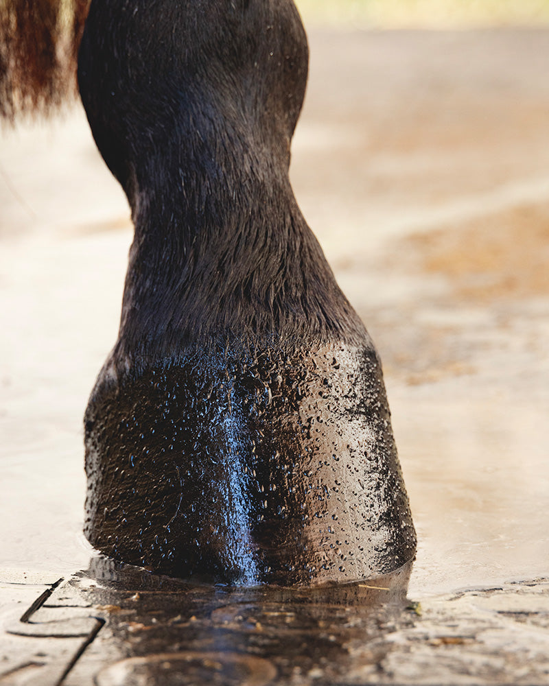Routine sabot hiver