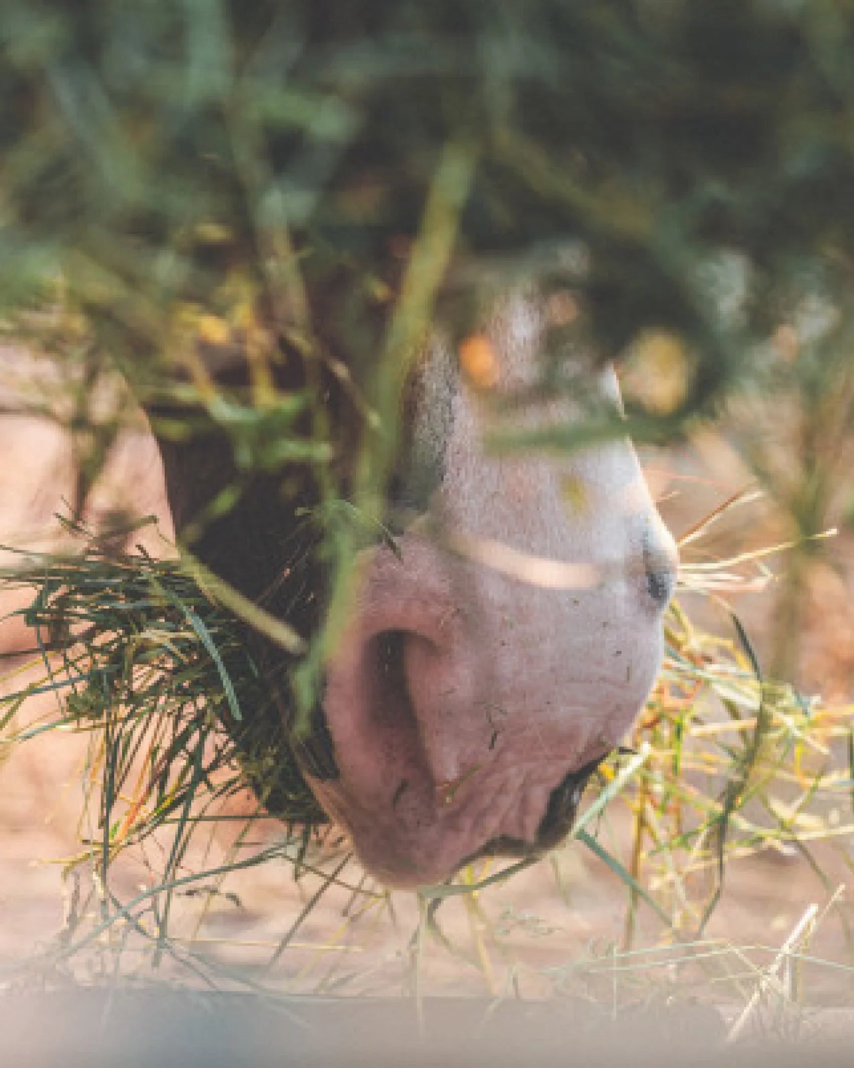Alimentation du cheval : comment bien le nourrir ?