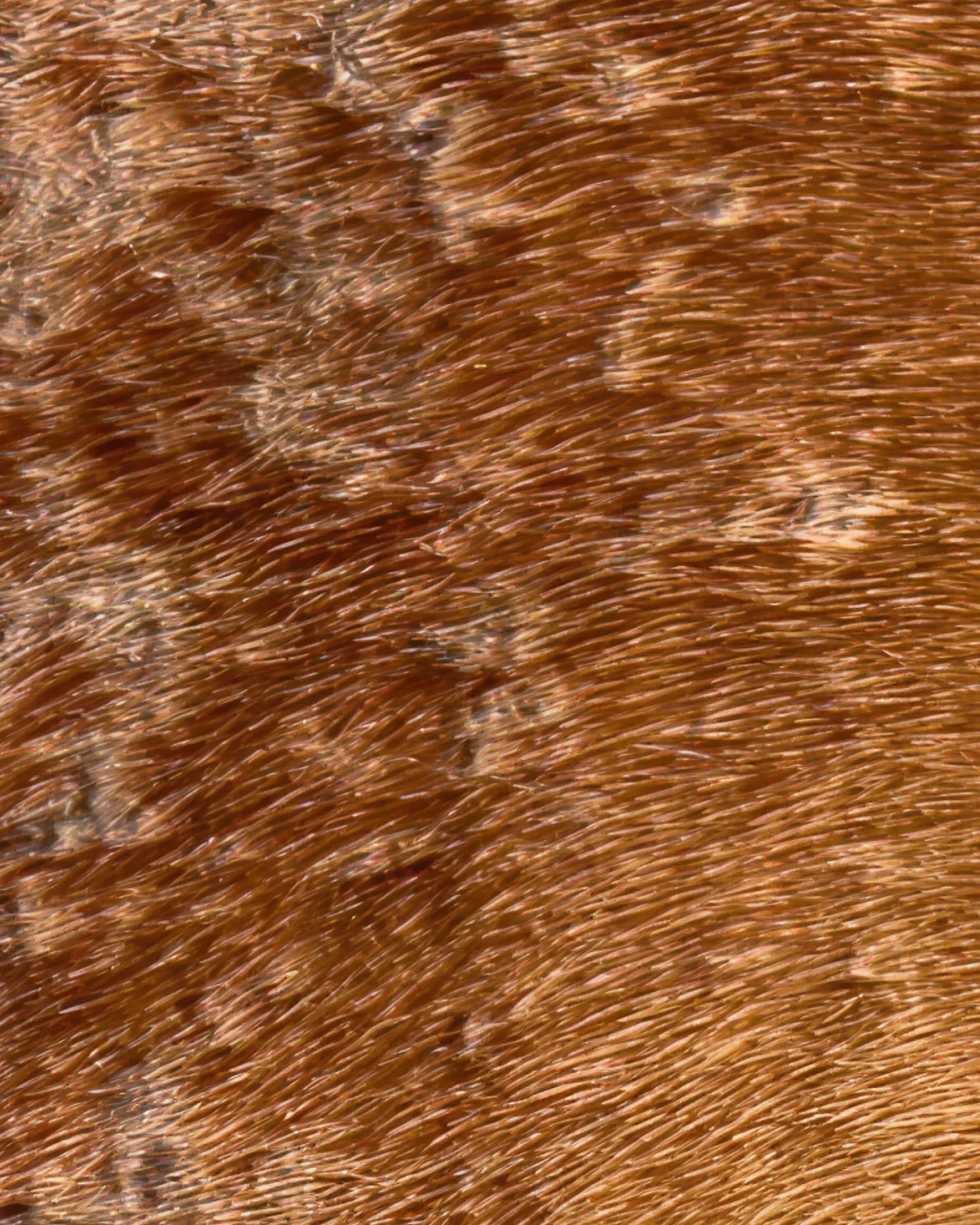 Dermite estivale du cheval