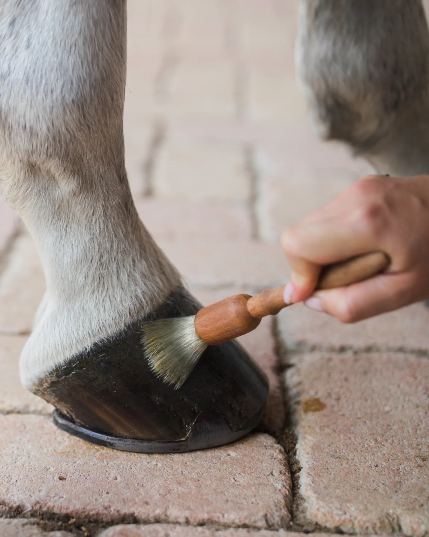 Pourriture de fourchettes chez le cheval : causes, signes, soins et prévention