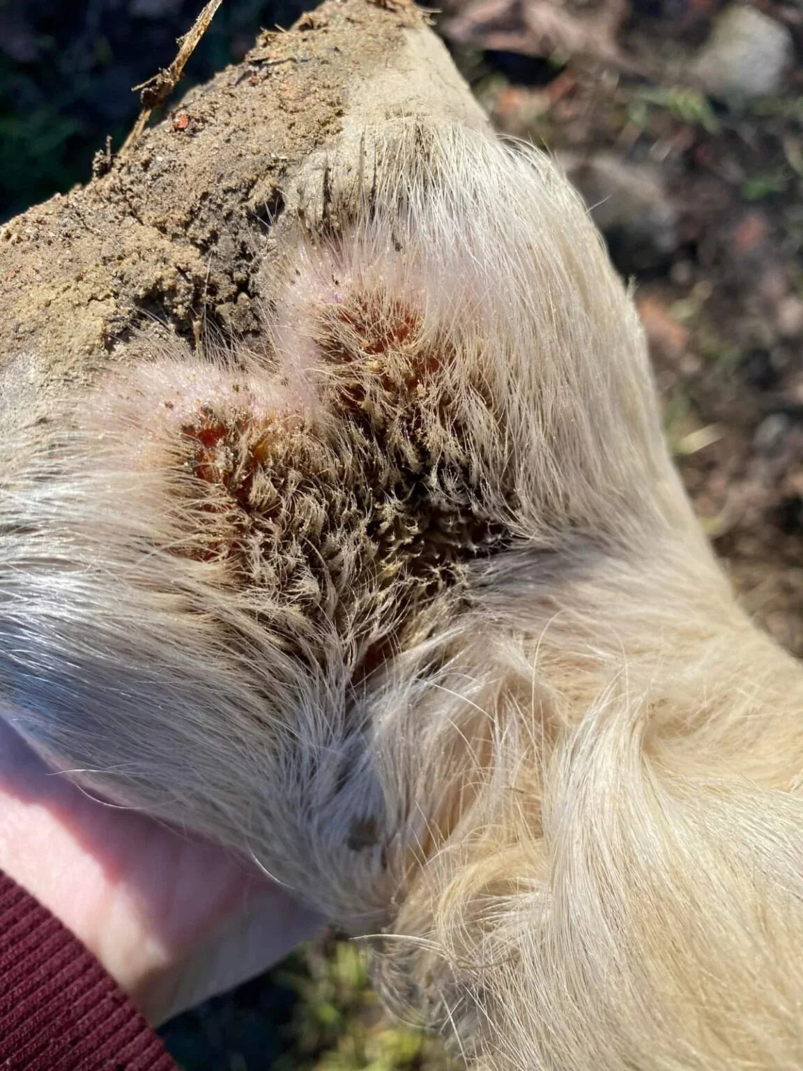 Gale de boue chez le cheval : causes, symptômes et solutions naturelles