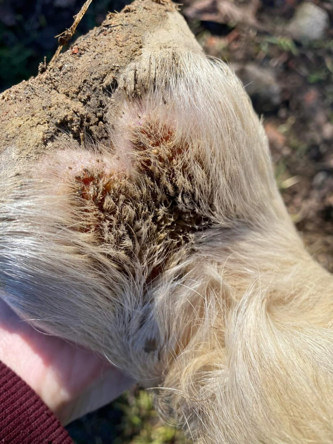 Gale de boue chez le cheval : causes, symptômes et solutions naturelles