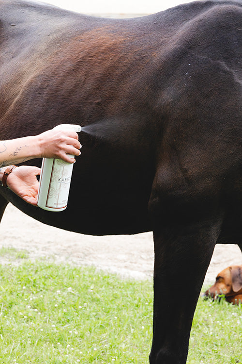 Mouche plate du cheval : danger, piqûres et solutions efficaces